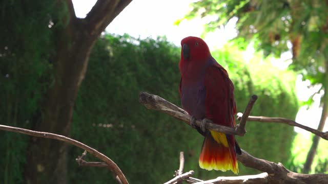 THE NICE RED PARROT