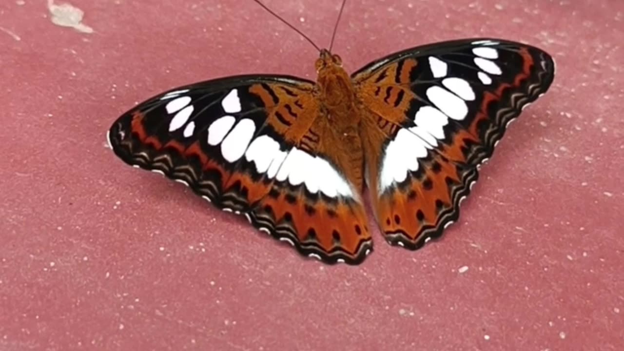 Beautiful Butterfly