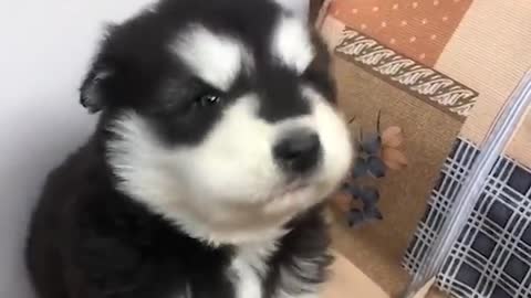 Puppies Howl For The First Time Compilation