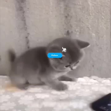 Kittycat video and fanny cat videos , Dog video