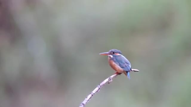 A perched Bird with a Long Beak.