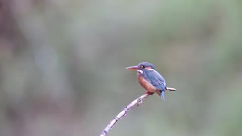 A perched Bird with a Long Beak.