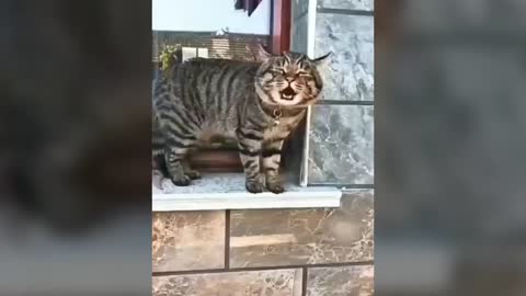 Oh noh!! The Cat is speaking english 😆😁😃