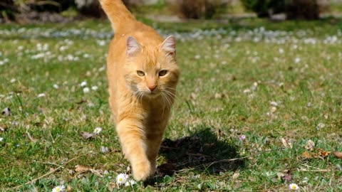 Cat amazing effects