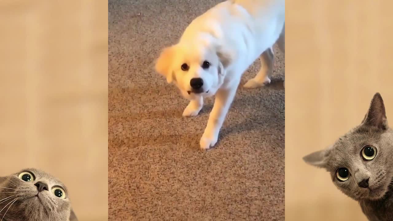 Cute cats and dogs Movies compilation