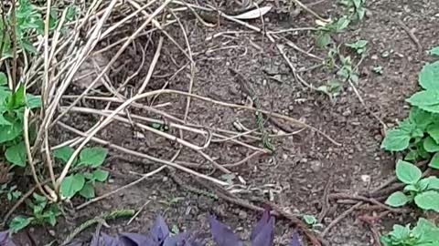 Sparrow