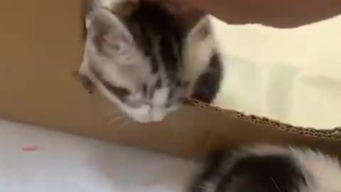 Funniest Cats and Dogs 🐱🐶 video 2022
