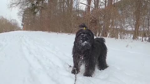Dog Snow terriar NAture