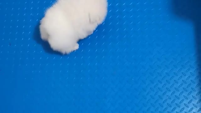 The size is like the snowball is rolling