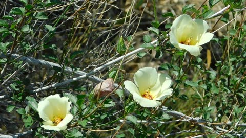 Mentzelia sp.