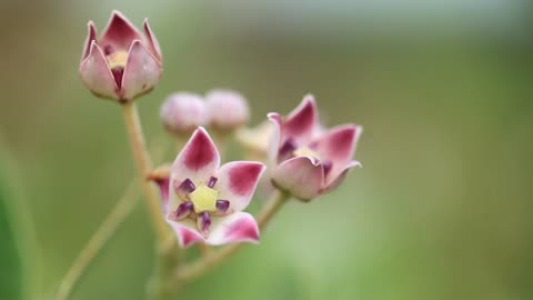 Pretty flowers~