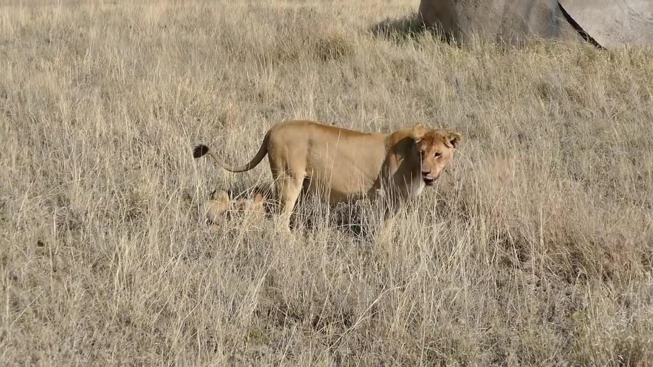 ORIGINAL AUTDIO ADORABLE SIX BABY LIONS CUBS ENJOY THEIR FIRST OUTDOOR