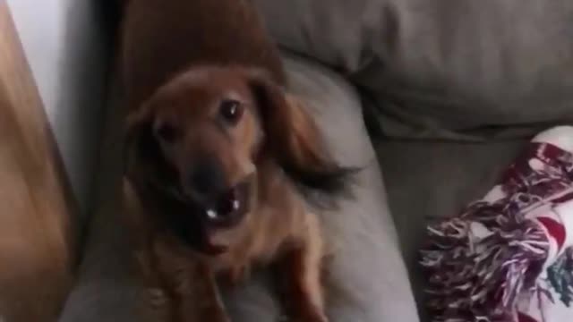 Silly puppy