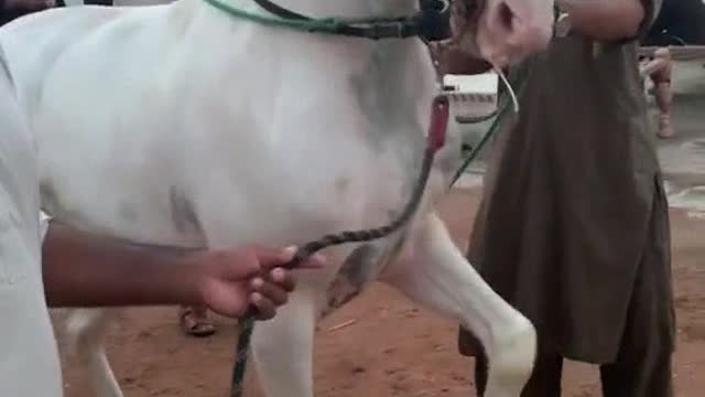 Horse dance Training in the village