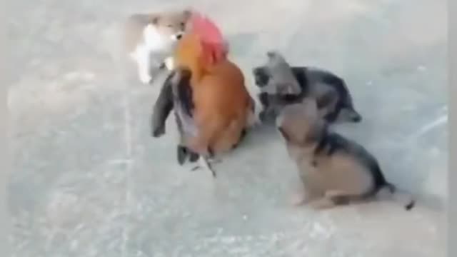 see this hilarious dogs versus cocks fights