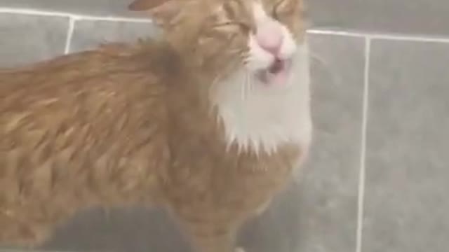 Cats tu#love cate inthe rain#funny video#funny