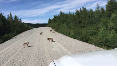 Baby Wolf Pups Howling - CUTEST Sounding Compilation