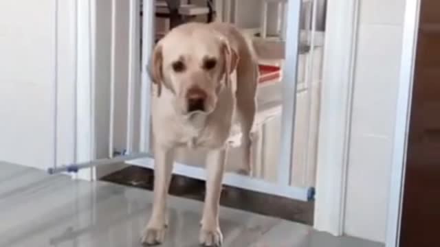 Intelligent Dog help her owner to stop bleeding.