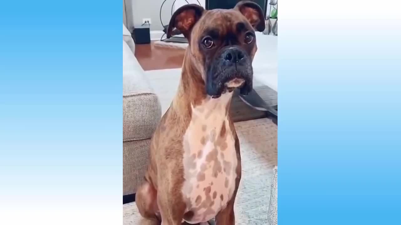 Try Not To Laugh, Funny Cats And Dogs Reactions