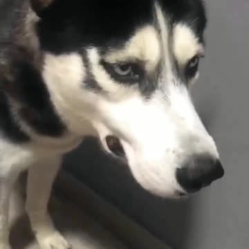 Cats are so rude🥺