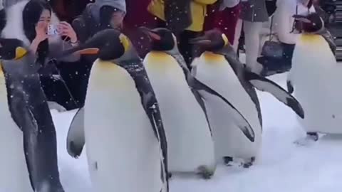 Penguin