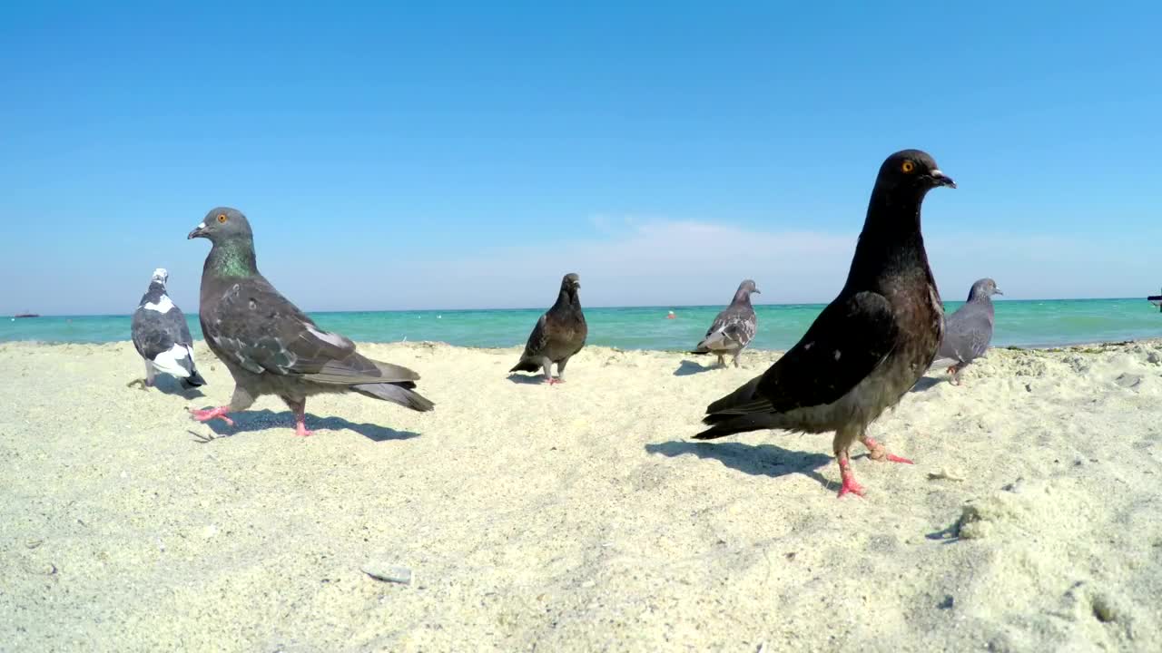 Pigeons on a sandy beach