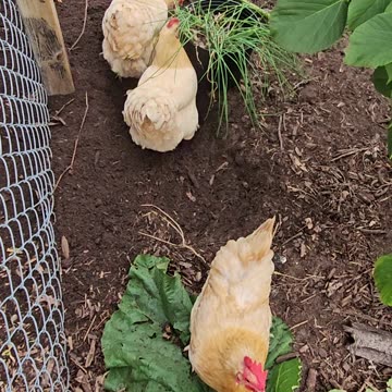 OMC! Fluffy chicken butt @ end of video - NOT CLICK BAIT - MUST SEE! 🐔😂 #fluffy #posterior #shorts