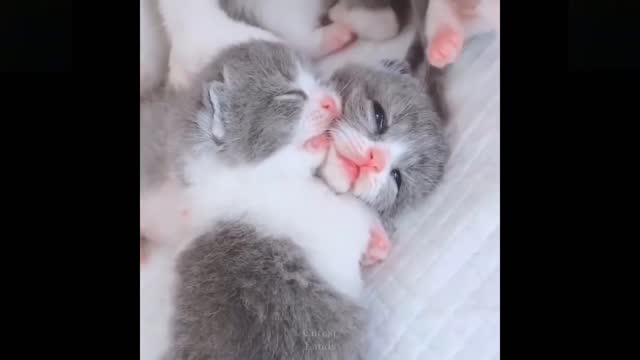 Funny animals [] Try not to laugh compilation 18