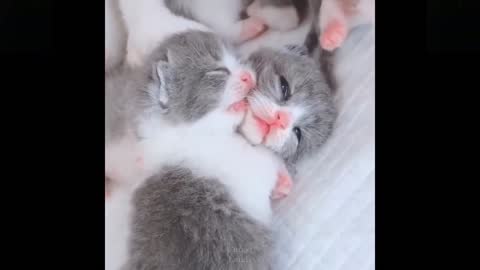 Funny animals [] Try not to laugh compilation 18