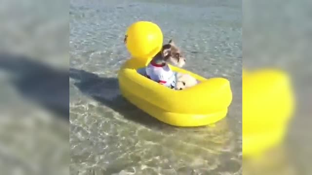 Schnauzer and Maltese go out to sea in a duckling boat