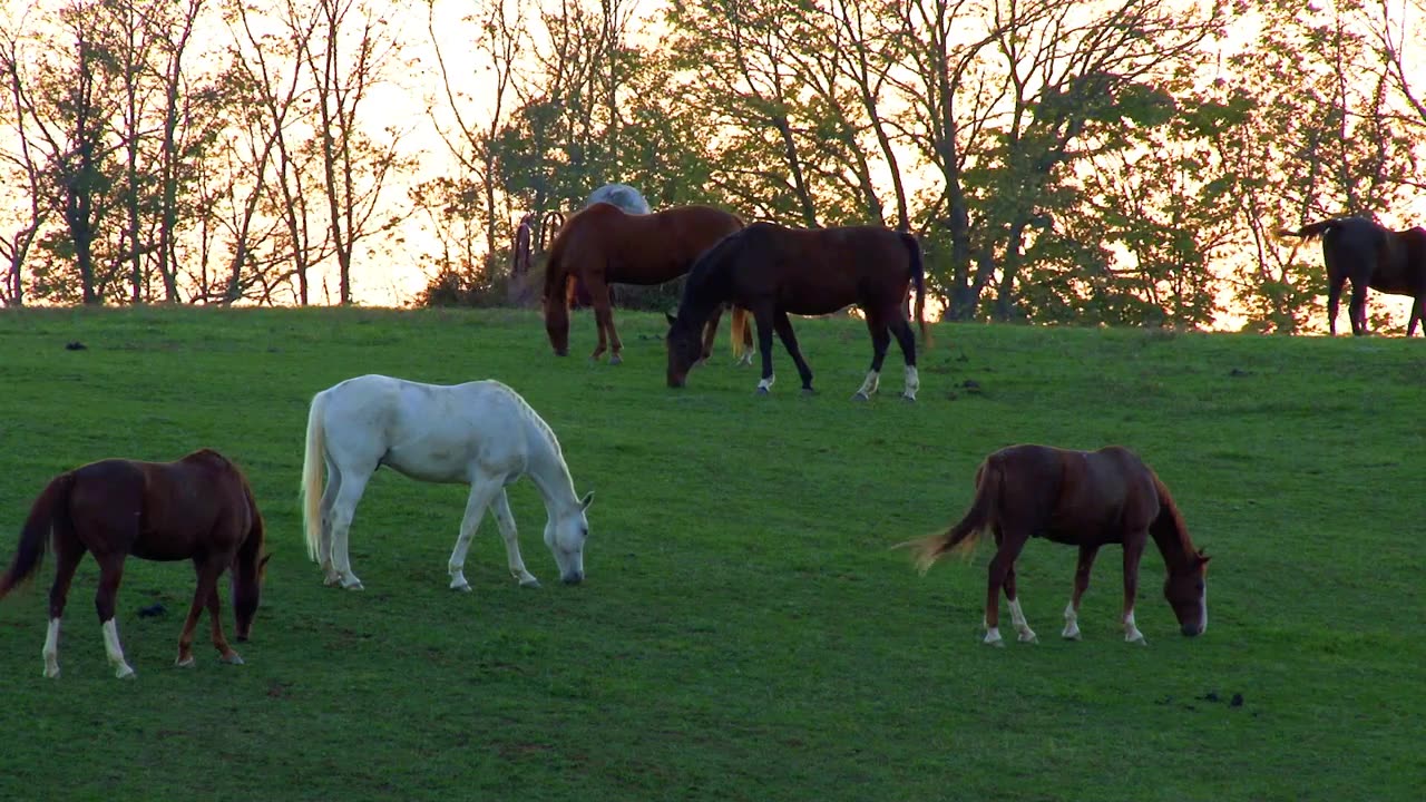 Sacrifice of ancient horses gives clues to their domestication