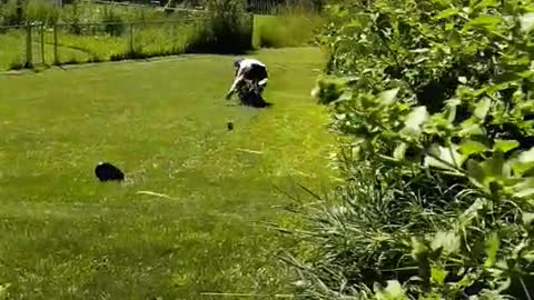 Guy goes for small jump off grass hill lands and bounces off bike motorcycle