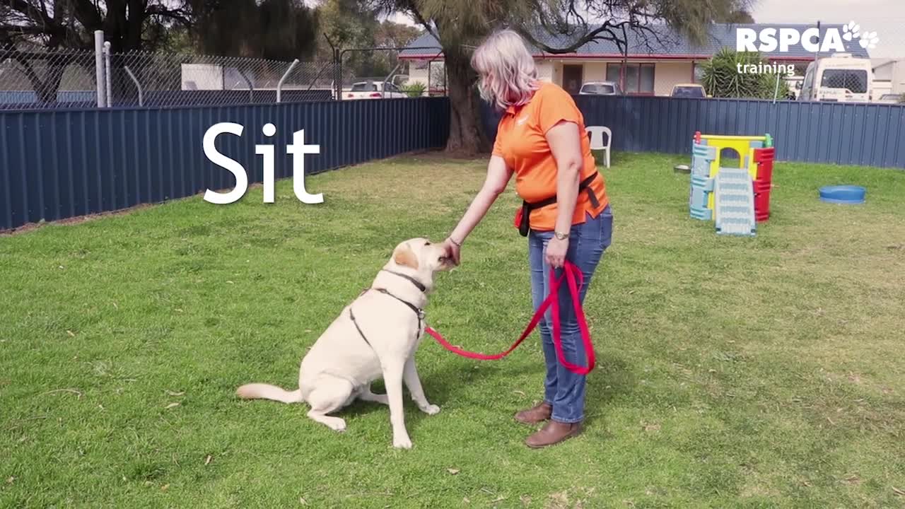 Cute Dog training video