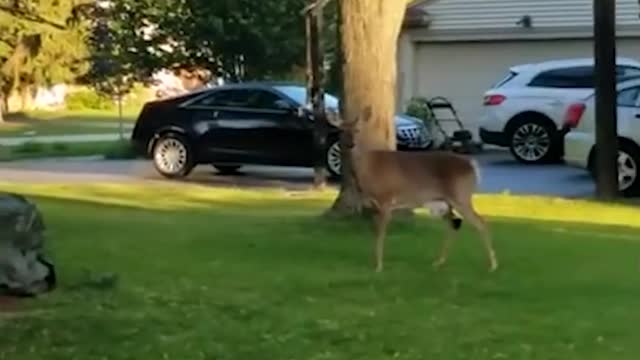 A baby deer got stuck in net