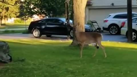 A baby deer got stuck in net