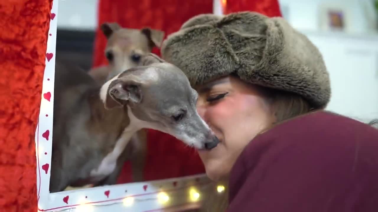 How do you make a dog kiss booth?