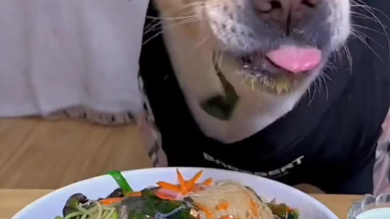 Labrador puppies eating food