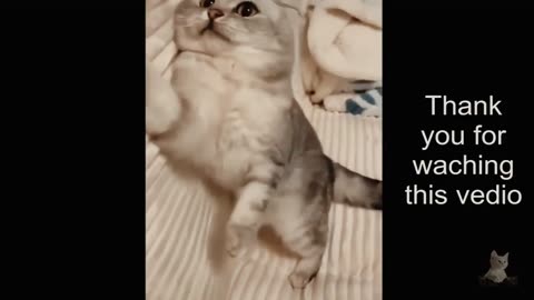 Cute Baby Cats Funny Compilation Cute Moment Of The Cats 11 Cute Cats