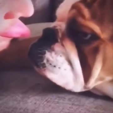 The Cat fell into the water.