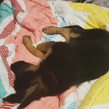 Precious puppy adorably twitching and running while dreaming