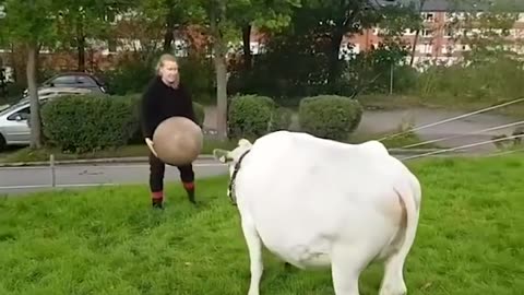 Cow Plays with Pilates Ball