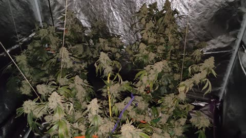 Week 8/10-Early Harvest due to Move