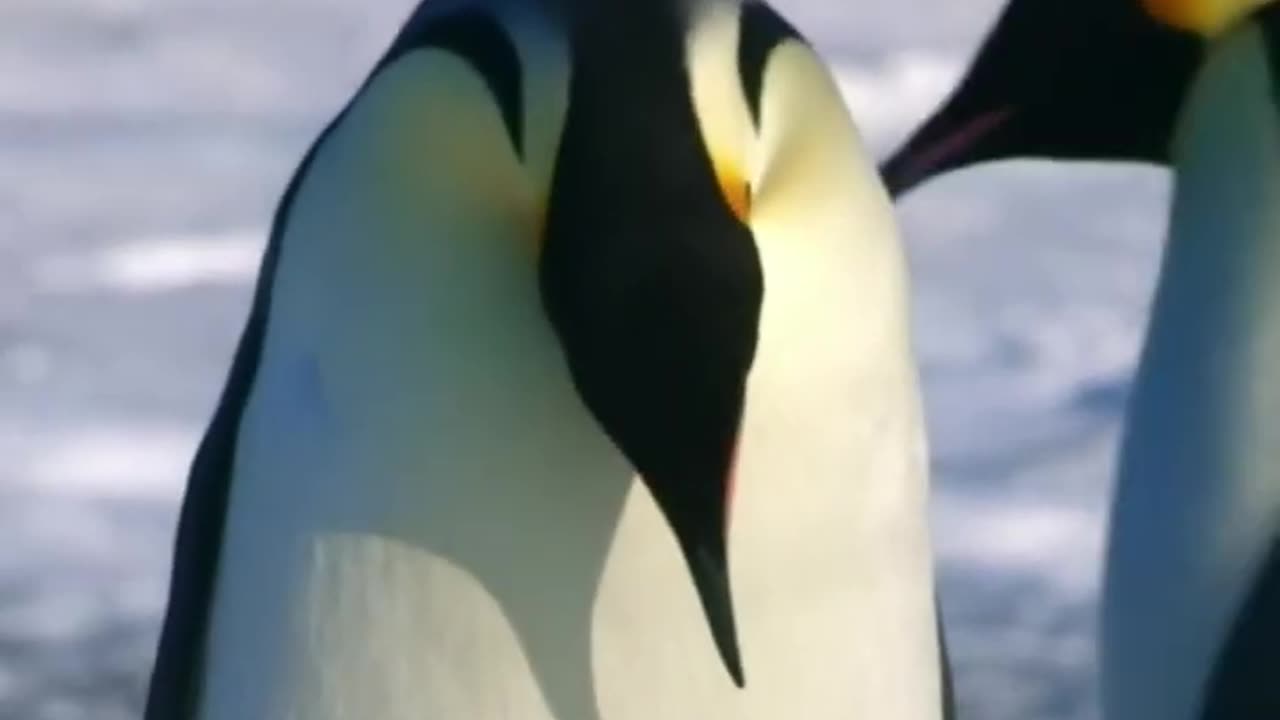 How mom emperor penguin finds her family after returning from hunting! #animal #penguin #penguins