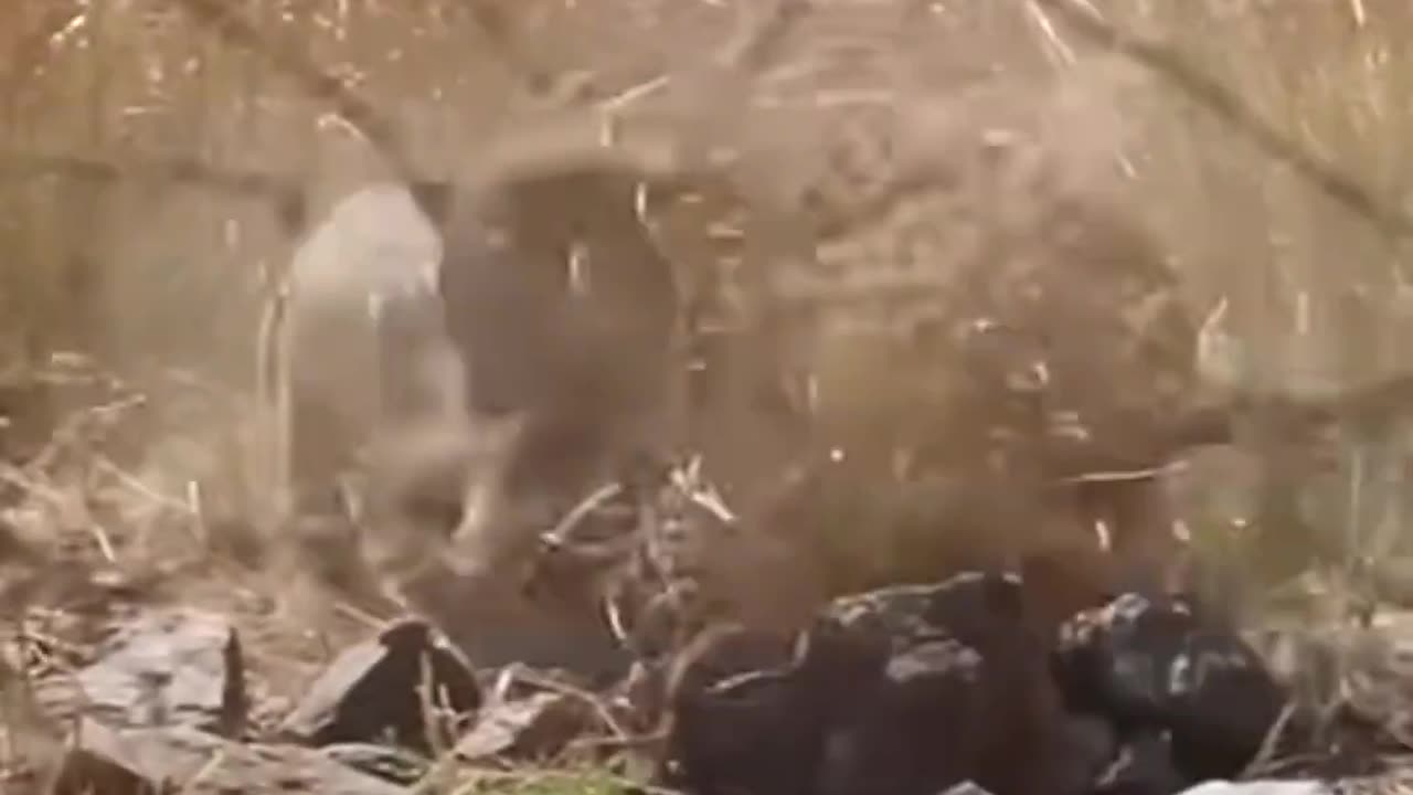 Tiny Warthog Takes on Kingdom Leader #shorts #animalattack #animalssubscribe