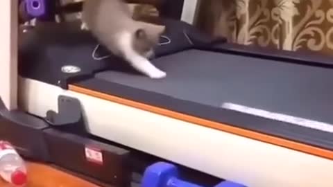 Meme animals
