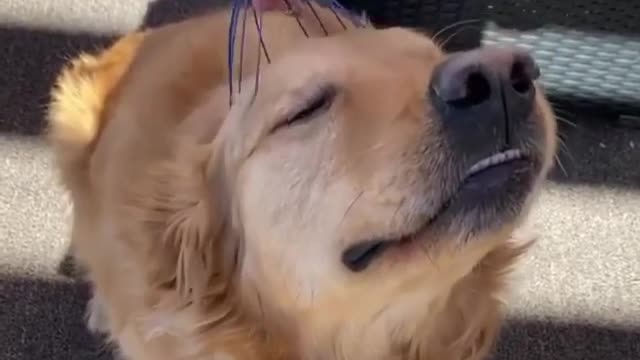 funny dog