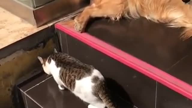 Dogs Playing With Cat funny video clip##