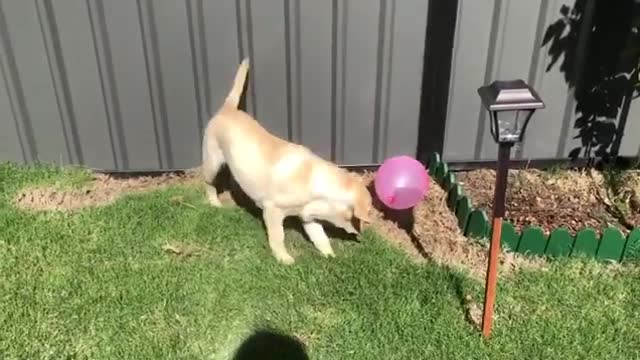 Cute Labrador Dog playing - Puppy - Bella