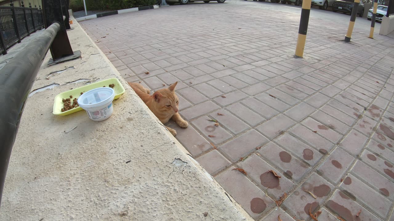 ED SHEERAN - Homeless cat in Ras Al Khaimah, UAE #cat #cats #EdSheeran #emirates #rak #ae #UAE #food