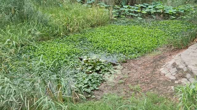 There are so many plants in this pond.